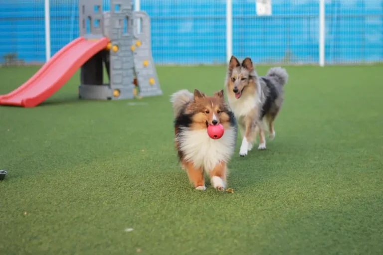 Pet friendly turf installation