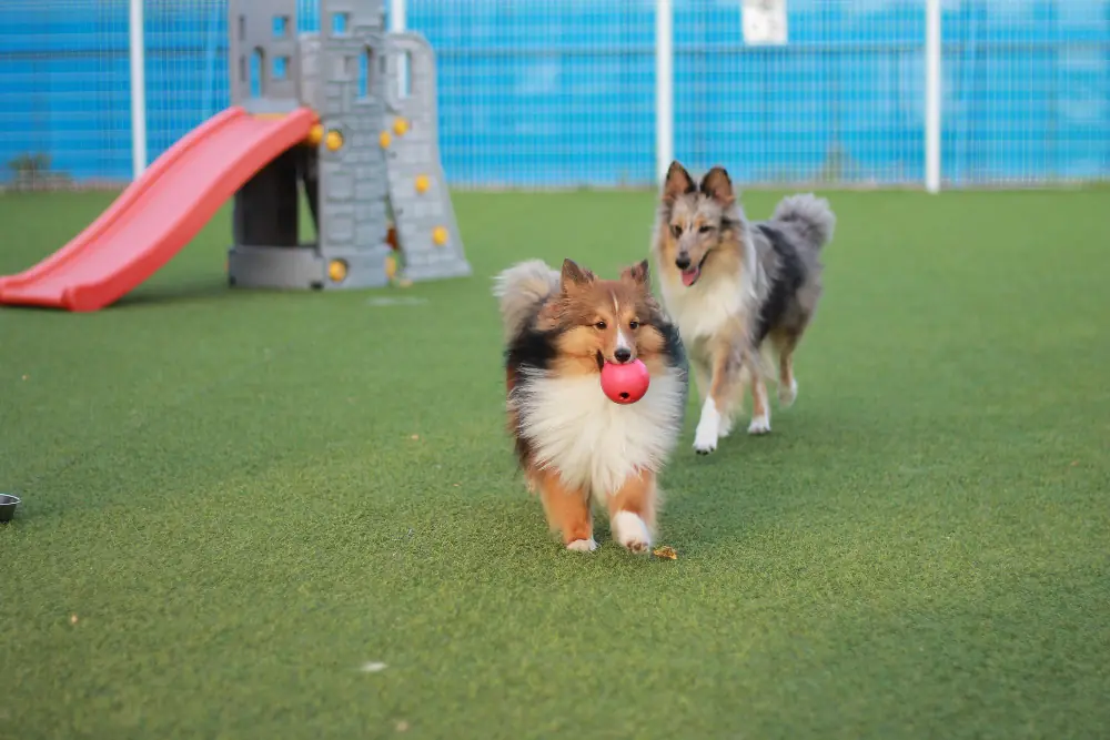 Pet friendly turf installation
